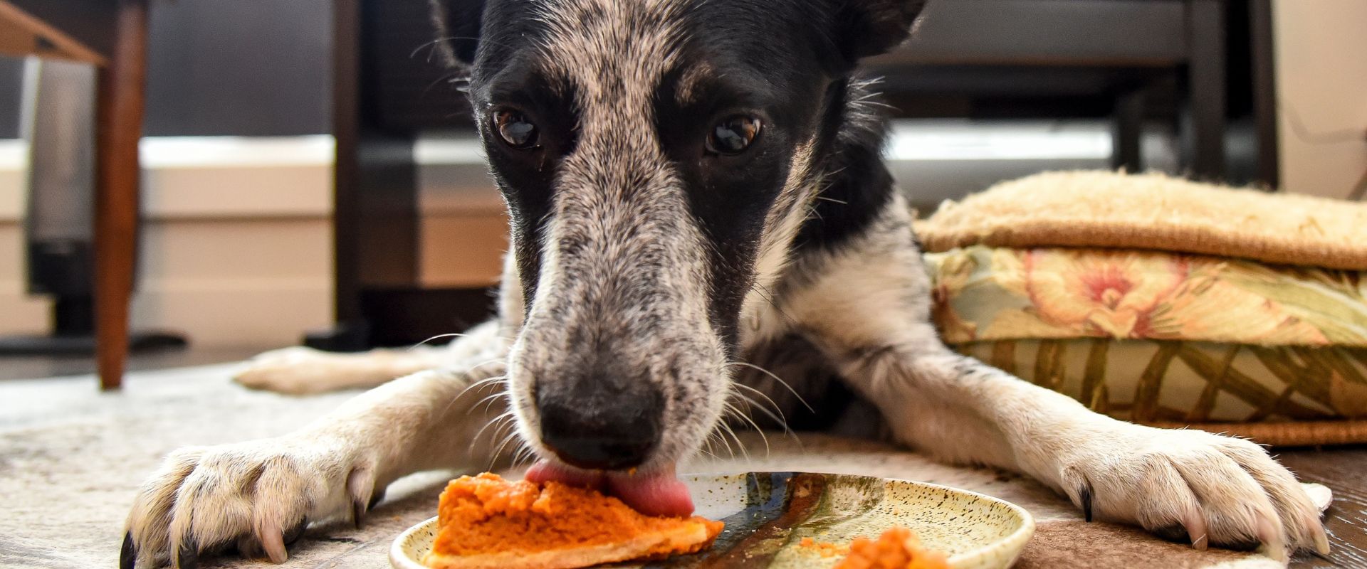 Can dogs eat top spaghetti squash